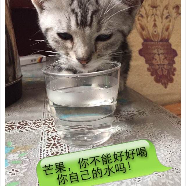 拉勒米办理假ID
